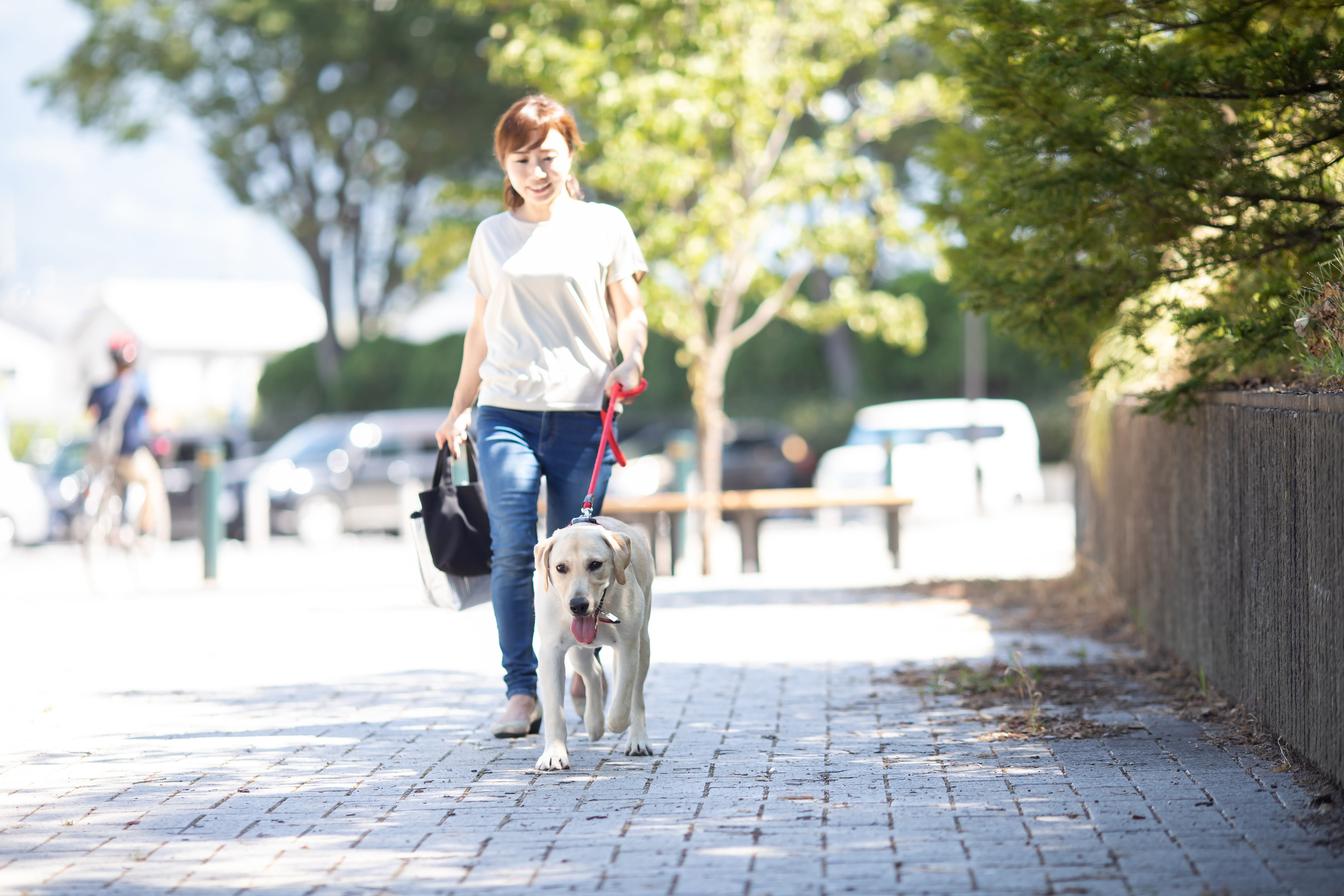 犬の散歩をしている女性